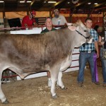 Stark gr dairy steer
