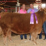 Stark gr steer