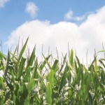 Lower grain prices may change how farmers make their plans