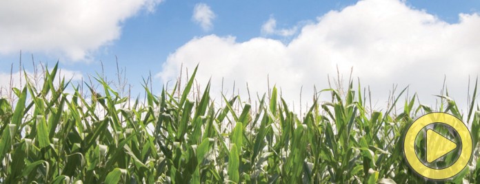 corn-fieldVid