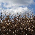 Grain markets adjust to new crop