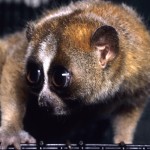 slow loris