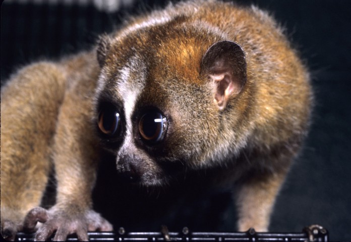 slow loris slow loris
