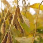 Grain markets in middle of ugly, inevitable transition into the new crop