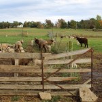 Ohio man thinks woolly and bulky Merino sheep are ‘beautiful’