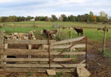 Ohio man thinks woolly and bulky Merino sheep are ‘beautiful’