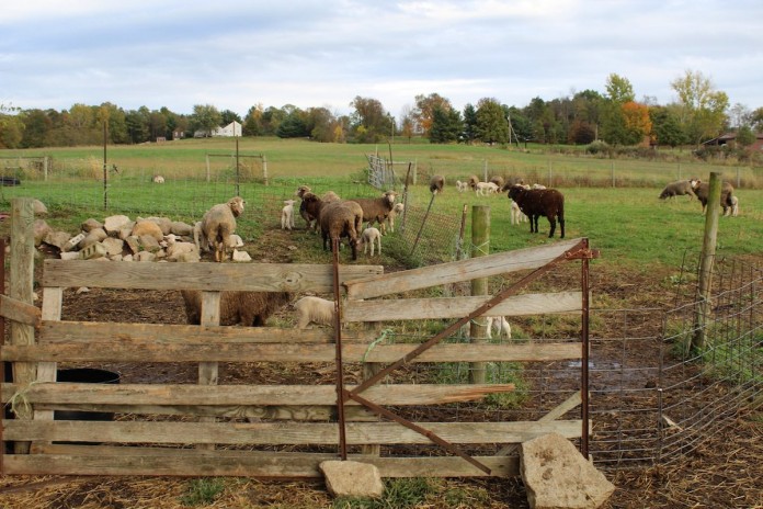 10_24 Kenrick pasture copy