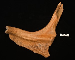 This stag-moose antler found near Parkersburg is between 12,600-12,800 years old. 