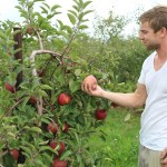 Apple harvest looking good, pushing limits