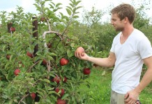 Apple harvest looking good, pushing limits