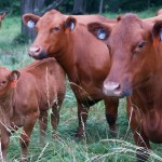 Ohio cattlemen will try checkoff referendum again