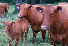 Ohio cattlemen will try checkoff referendum again