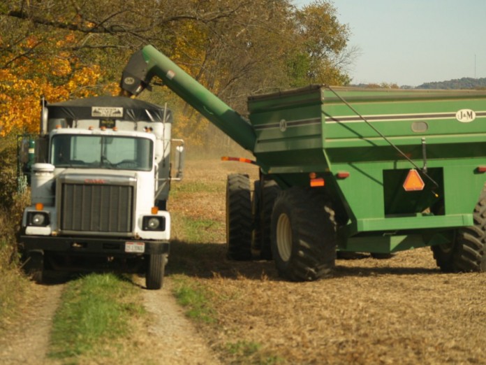 soybean harvest