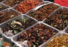 Farming cockroaches? Little bugs could become big business