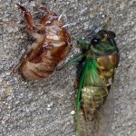 The cicada swarm may be good news for foodies