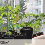indoor vegetable garden