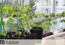 How do I grow vegetables indoors over winter? indoor vegetable garden