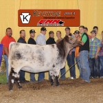 Keystone International Livestock Exhibition returns to Harrisburg grand champion Shorthorn female