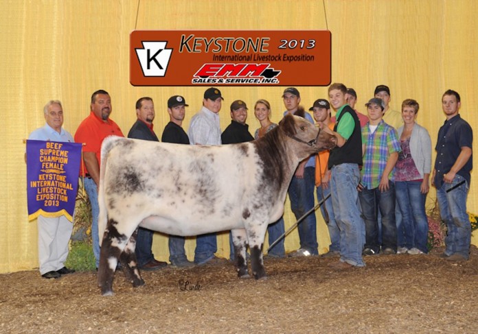 grand champion Shorthorn female grand champion Shorthorn female
