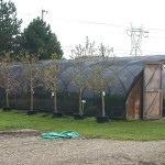 Now’s a good time to plant shrubs, trees, vines