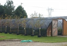 Now’s a good time to plant shrubs, trees, vines