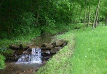 Why bother with a buffer? The benefits of a forested riparian buffer zone Rural stream