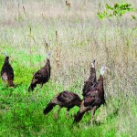 Spring turkey hunters take 3,875 turkeys in first weekend wild turkey