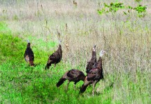 Get ready now for Ohio turkey season wild turkey