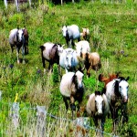 Finding a home for mustangs