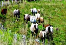 Finding a home for mustangs