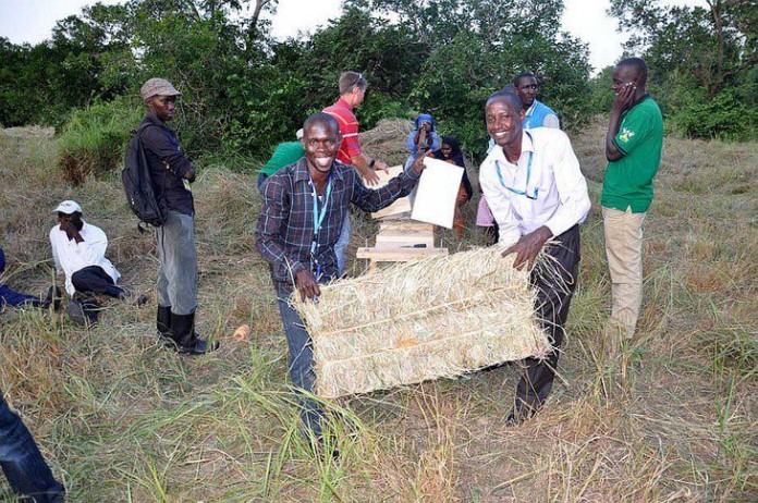 11_07 haymaking in Uganda