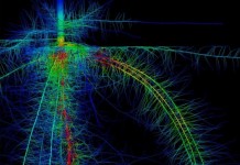 Scientists use computer simulations to study roots and improve crop yields