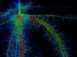 Scientists use computer simulations to study roots and improve crop yields