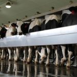 USDA will compensate dairy farms impacted by H5N1 bird flu Andreas milking parlor