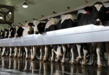 How to get the most out of long-day lighting Andreas milking parlor