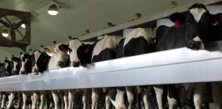 Andreas milking parlor