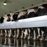 Without immigrants, milk prices would double Holstein