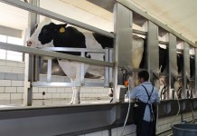 If you must work the holidays, keep the workplace festive milking