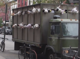British graffiti artist Banksy takes on meat industry Banksy, Sirens of the Lambs