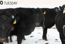 Tips for winterizing cattle operations