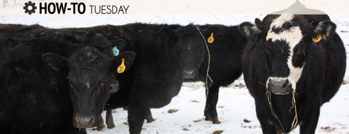 How-to-Cattle-Winter