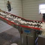 Egg production study reveals vast reduction in environmental impact