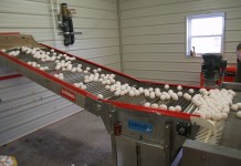 Egg production study reveals vast reduction in environmental impact