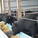 The COOL controversy continues