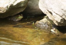 Protect aquatic life: Don’t flush unused medications, expert advises