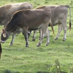 Animal disease traceability: If you haul across state lines, know the rules