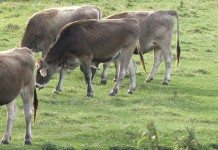 Animal disease traceability: If you haul across state lines, know the rules