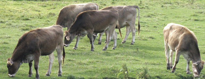 herd-of-cows