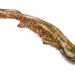 Partnership working to re-establish the hellbender