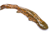 Partnership working to re-establish the hellbender